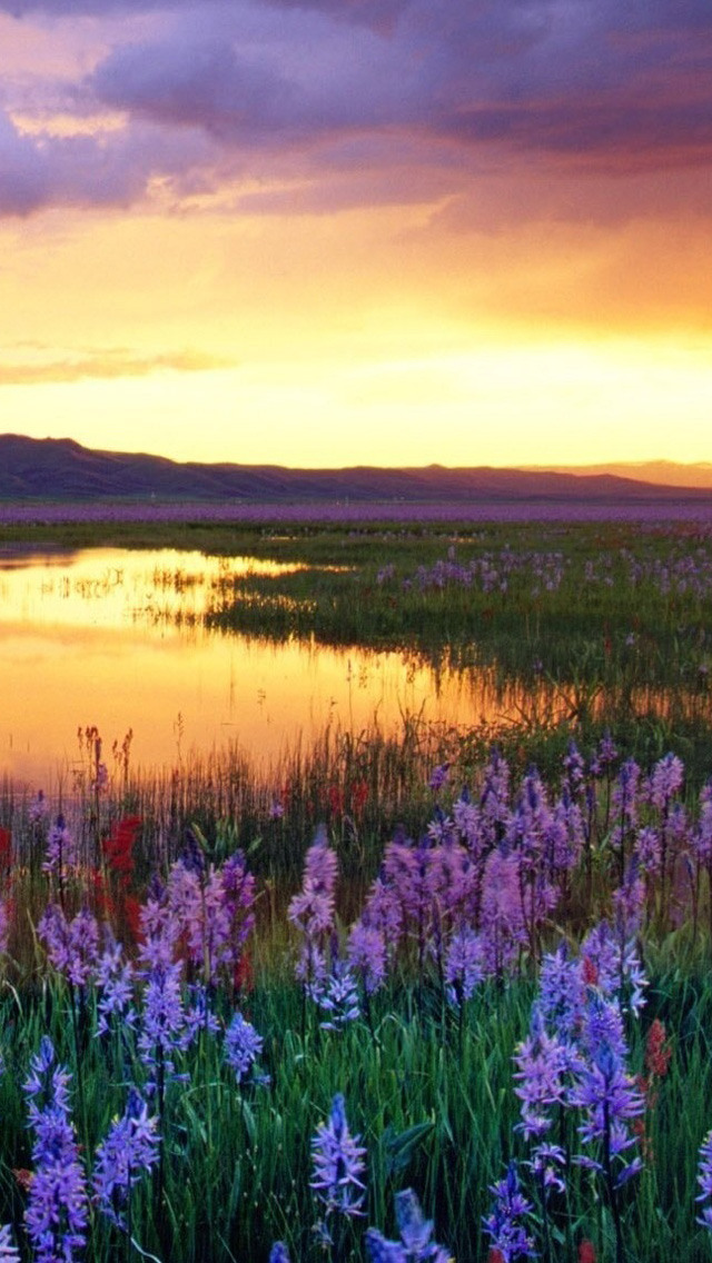 Download Spring Phone Wallpaper Images