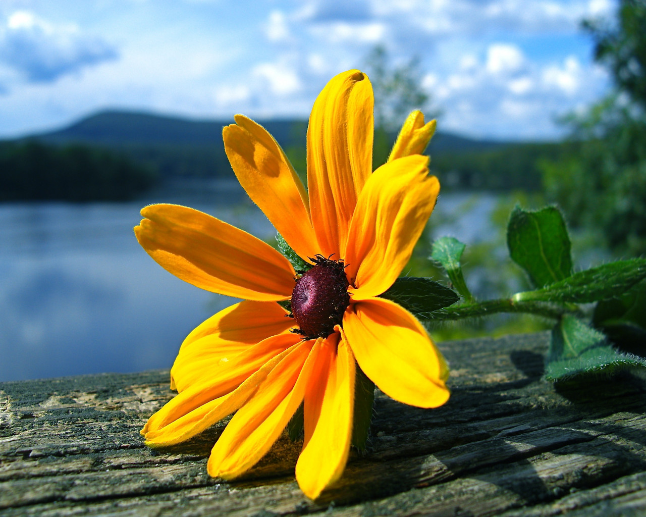 Yellow Flower Wallpaper