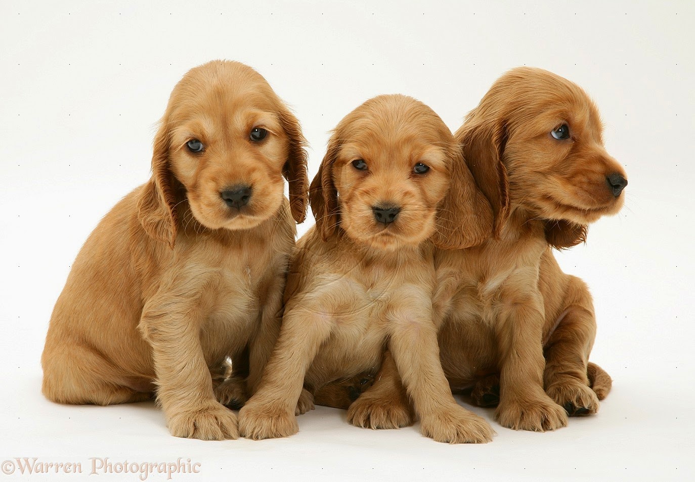 cocker spaniel puppies ohio american bulldog puppies wallpaper cocker spaniel puppies ohio american bulldog puppies wallpaper