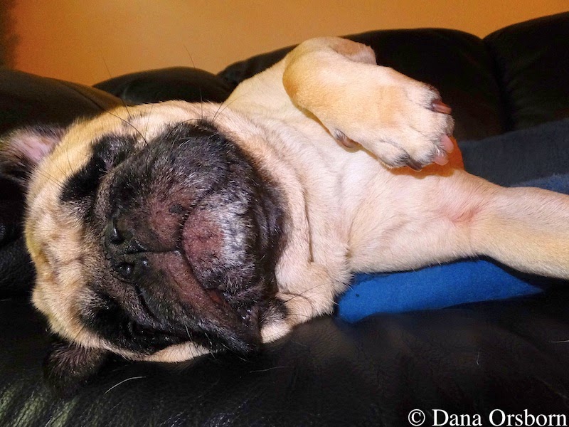 pug selfie pug taking selfie picture quotes pug selfie pug taking selfie picture quotes