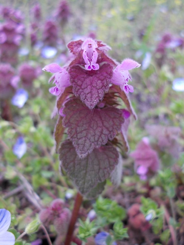 のーむ S 自然彩集百科事典 4月 12