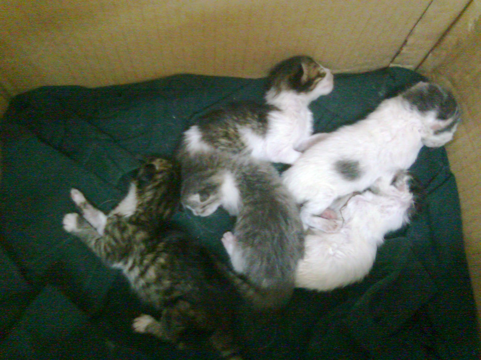 Mother Cat With Infected Mammary Glands Mastitis Animalcare