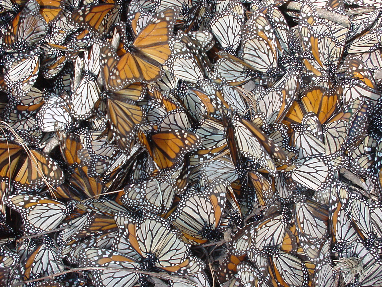 Monarch butterflies in mexico Funny Animal