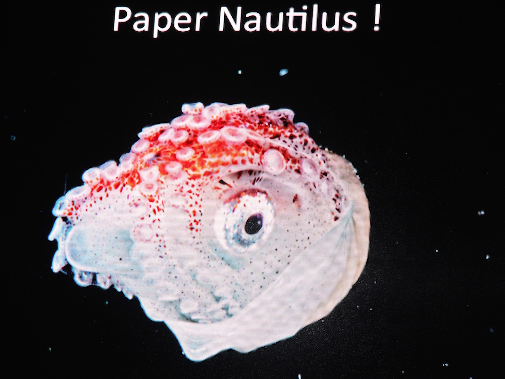 paper nautilus The paper nautilus is actually not a proper shell at all, but is the egg case of the argonaut octopus the argonaut is a pelagic creature, which means it. paper nautilus The paper nautilus is actually not a proper shell at all, but is the egg case of the argonaut octopus the argonaut is a pelagic creature, which means it.