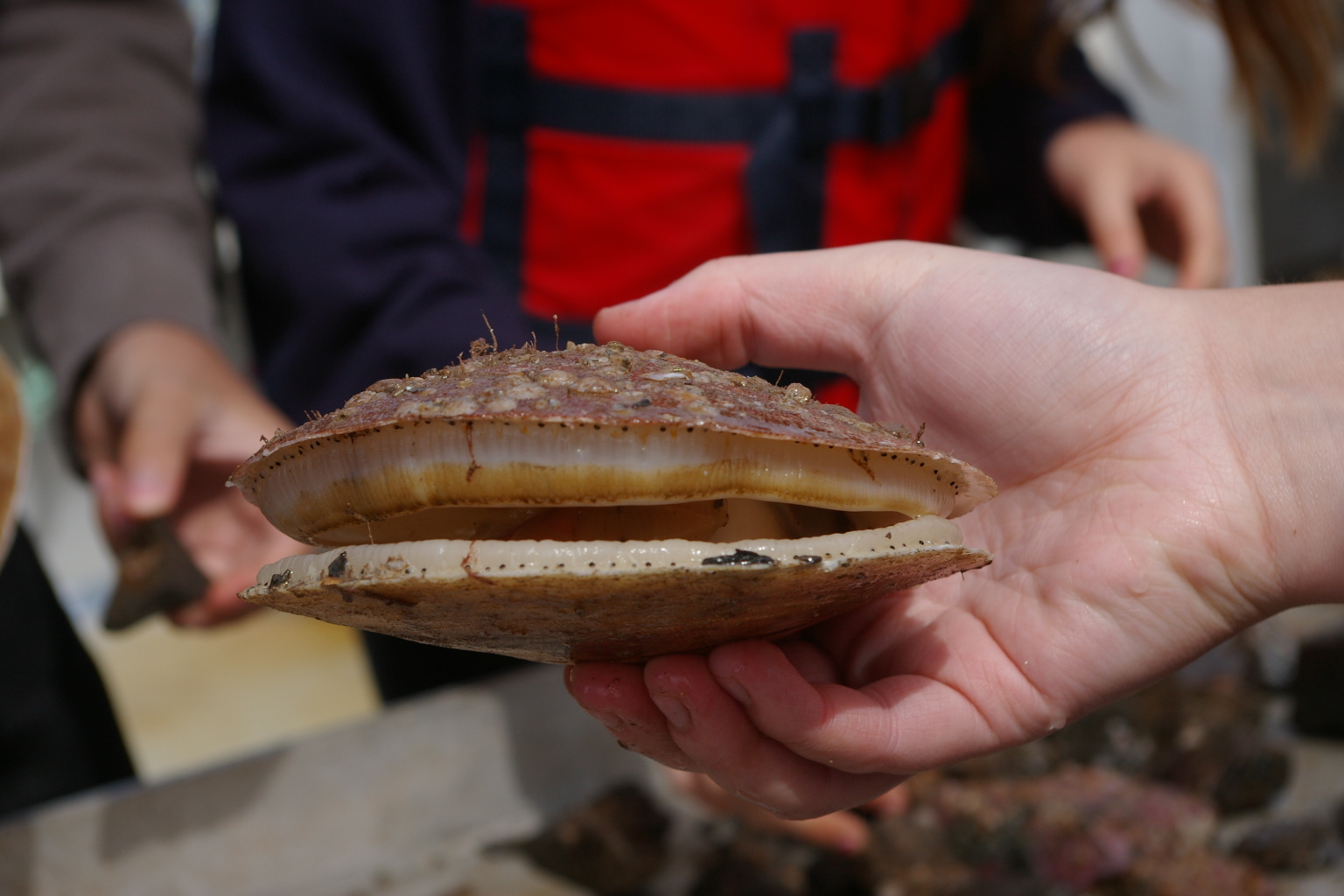 Huntsman Marine Science Centre Scallops