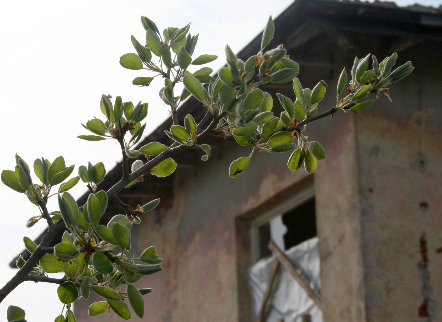 My pear tree has leaves on it; they weren't there last week My pear tree has leaves on it; they weren't there last week