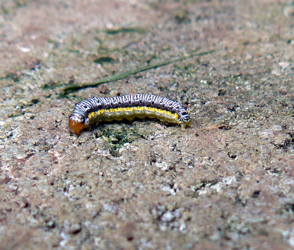 Snow Camp Aquaponics Caterpillars Love Broccoli