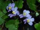 Cymbalaria muralis