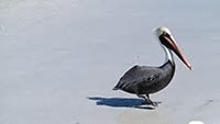 PELICAN