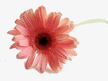 Gerbera Daisy