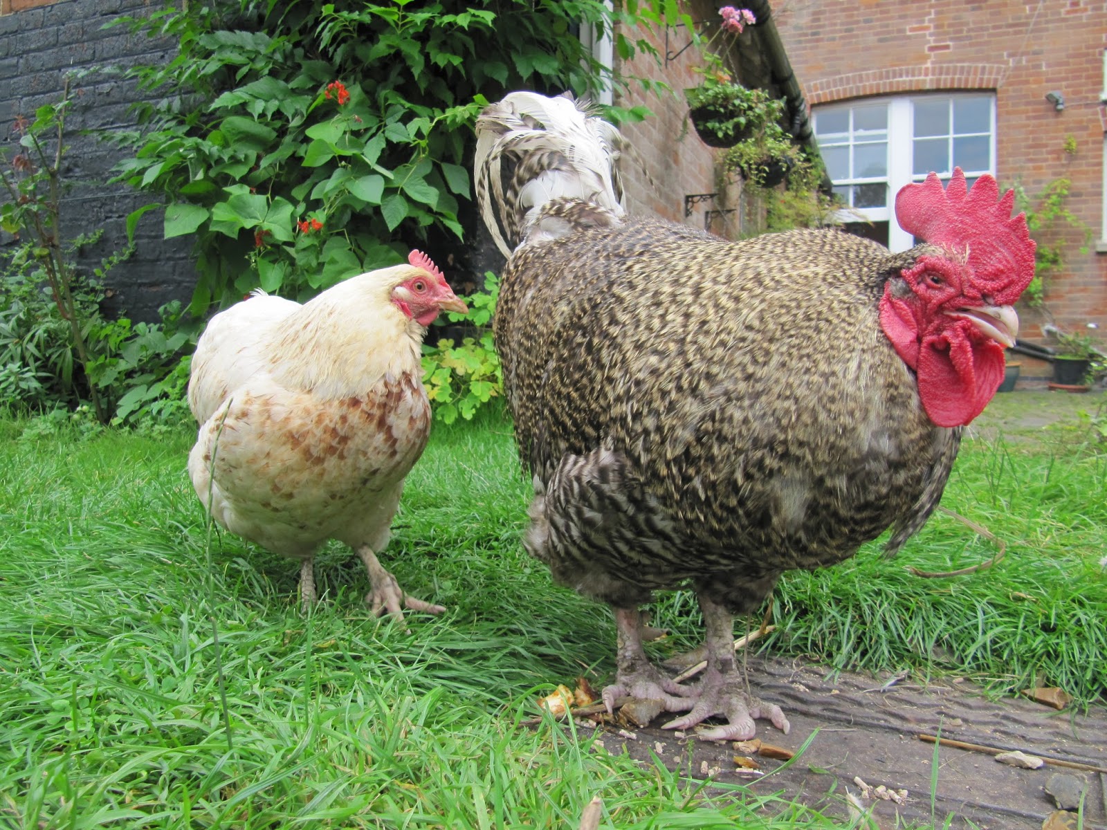 Diatomaceous Earth In New Zealand Different Types Of Mites On Chickens