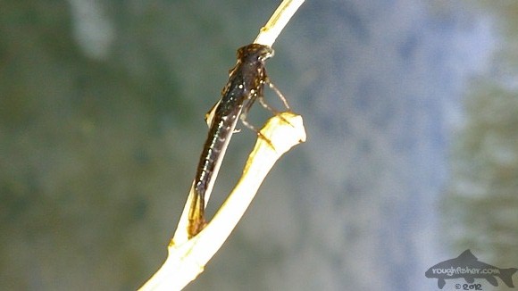 mayfly nymph