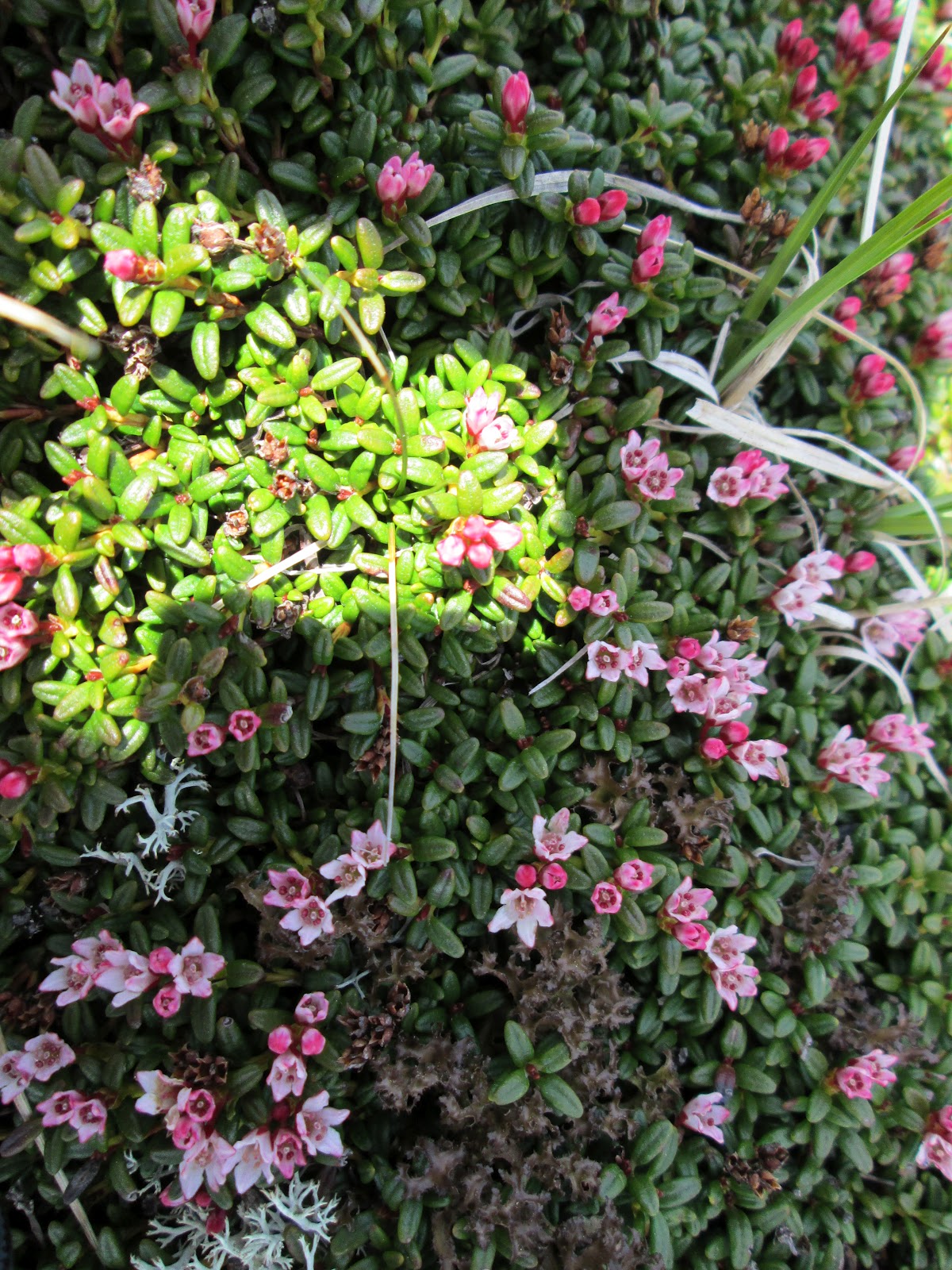 Snappy S Gardens Blog Two Shrubs