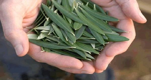 This Is Little Known – Make Tea From Olive Leaves – It Has 16 Medicinal Properties This Is Little Known – Make Tea From Olive Leaves