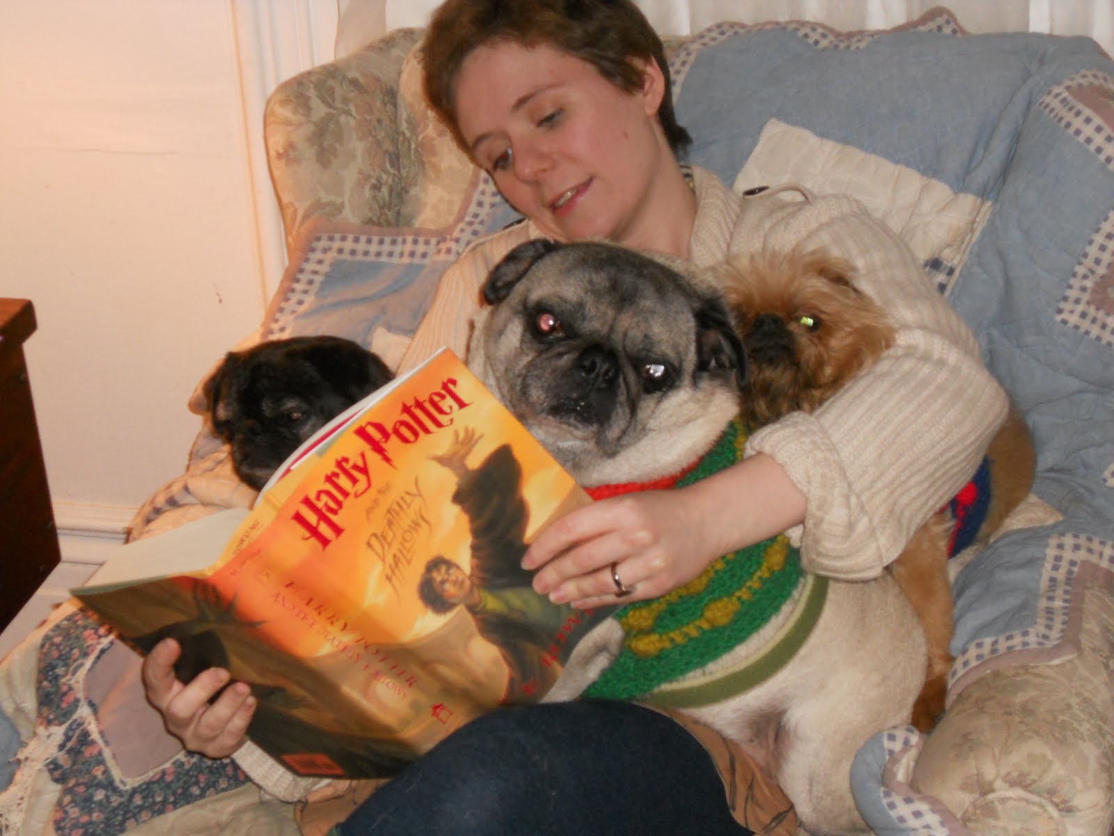 Urban Hounds The Animals of Harry Potter