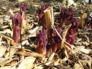 Emerging bleeding heart Dicentra spectabilis shoots by garden muses: a Toronto gardening blog