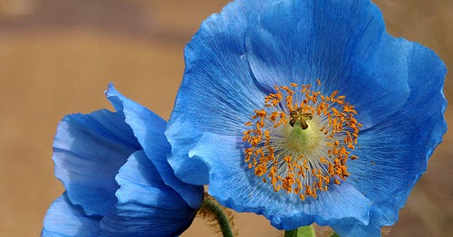 Blue Poppy @ Sikkim House