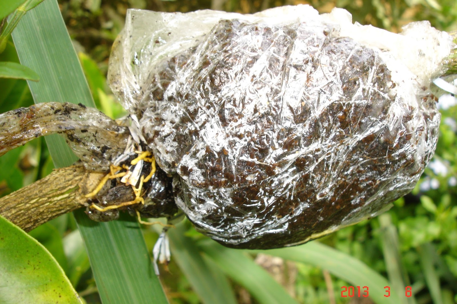 A Singaporean Uncle in Australia Successful Air Layering