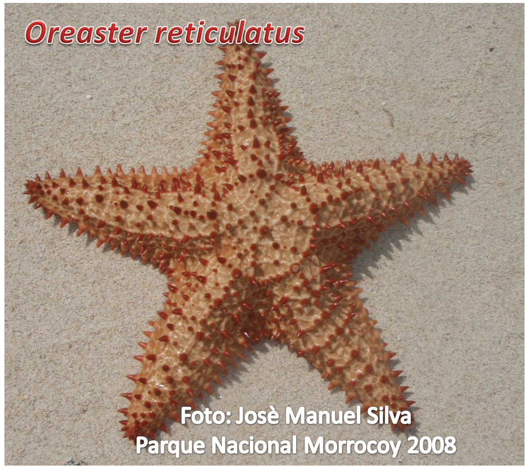 de que se alimentan las estrellas de mar estrellas de mar estrellas de mar de 4 5 6 y 7 brazos de que se alimentan las estrellas de mar estrellas de mar estrellas de mar de 4 5 6 y 7 brazos