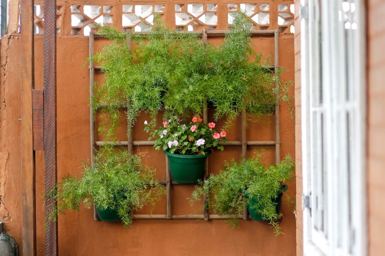 flores para jardim vertical na sombraPlantas Para Jardim Vertical flores para jardim vertical na sombraPlantas Para Jardim Vertical