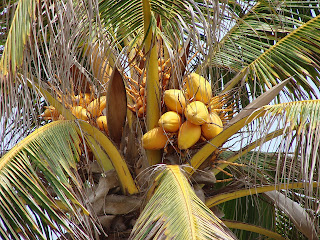 Fruto de la palmera el coco