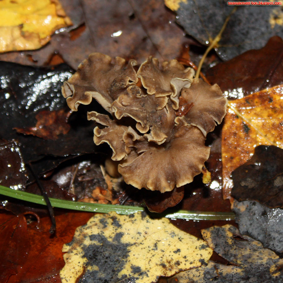 SauvagementBon octobre 2012