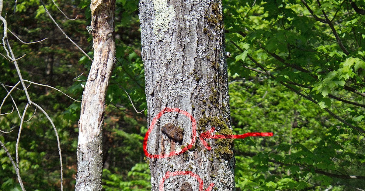 Yes I Know, My Dogs Look Funny The Hazards of Flinging Poop Over the