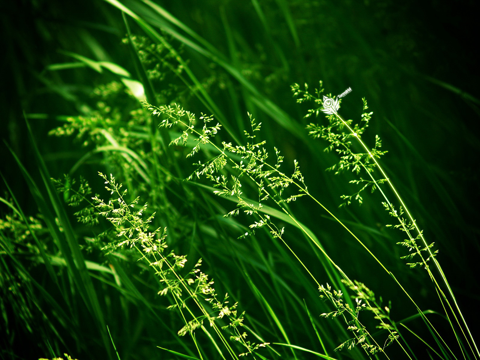 http://2.bp.blogspot.com/-TIgNwwDIVVs/T4g1KJvzQDI/AAAAAAAABvY/gSUDu1tBkGo/s1600/Green%2BWallpaper%2B%25281%2529.jpg