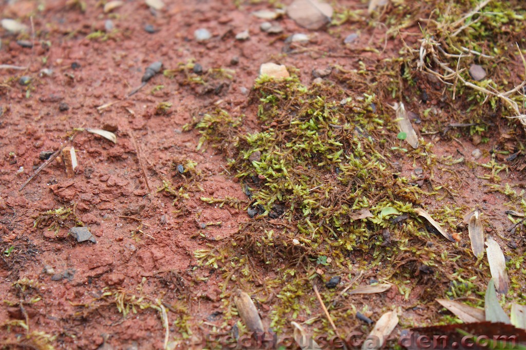 Red House Garden Red Clay Dirt