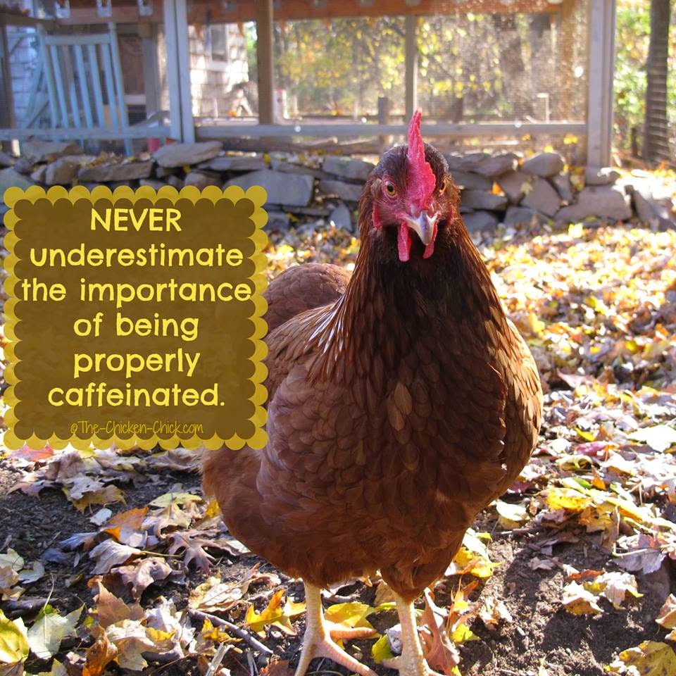 Flock Focus Friday with The Chicken Chick ® Never underestimate the importance of being properly caffeinated. (Red Sex Link pullet)