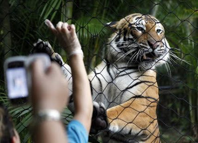 Malayan tiger cub is in the Palm Beach Zoo &#8216;s future pbz2