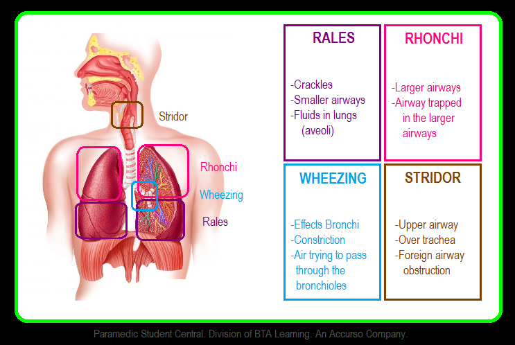 rhonchi lung sounds meaning rhonchi lung sounds meaning
