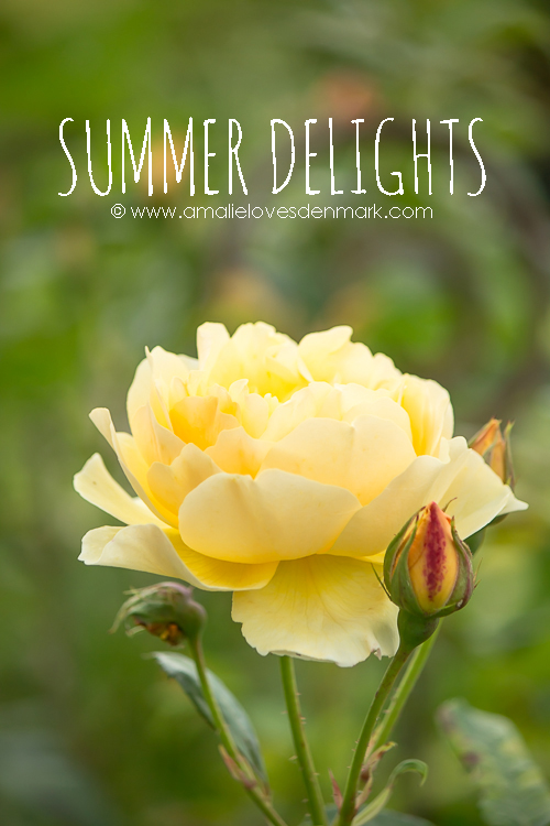 Amalie loves Denmark Rosenfreuden und Blütenfülle Amalie loves Denmark Rosenfreuden und Blütenfülle