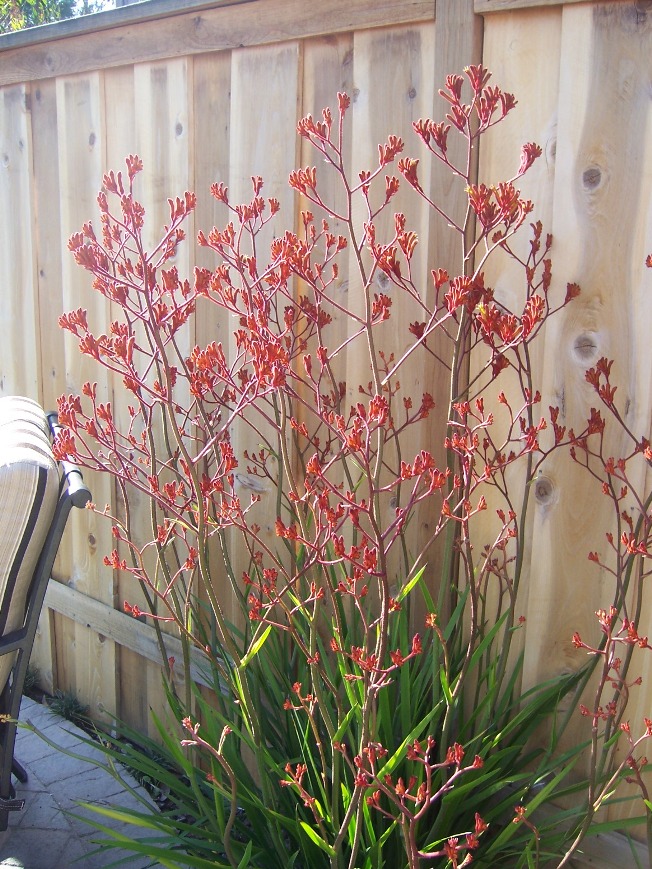 The 2 Minute Gardener Photo Red Kangaroo Paw (Anigozanthos flavidus)