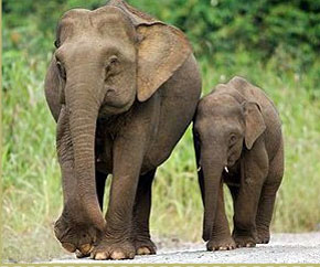 VIDA DE ELEFANTE vida de elefante: