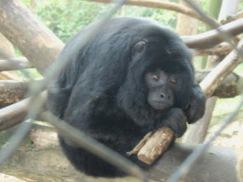 Primata bugio em cativeiro -  deveria estar em seu habitat no bioma Mata Atlântica
