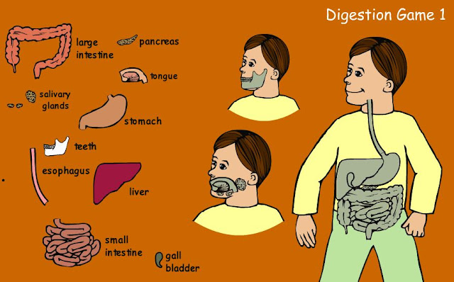 http://www.sheppardsoftware.com/health/anatomy/digestion/digestion_game_1.htm