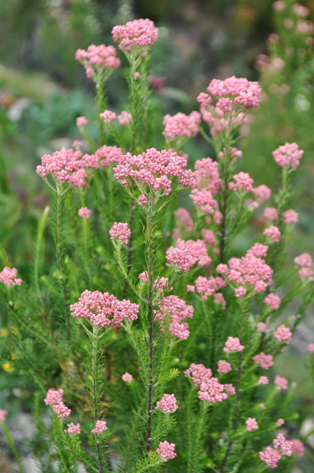 A Passion for Flowers Hot & InSeason Filler Flowers?