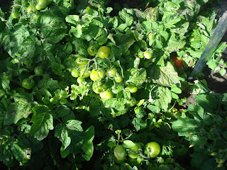 Tomatoe plants grown by Matt and Neo Smyth in Christchurch