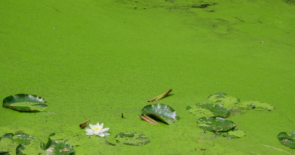 UK Gardeners Blog Duckweed in a Pond