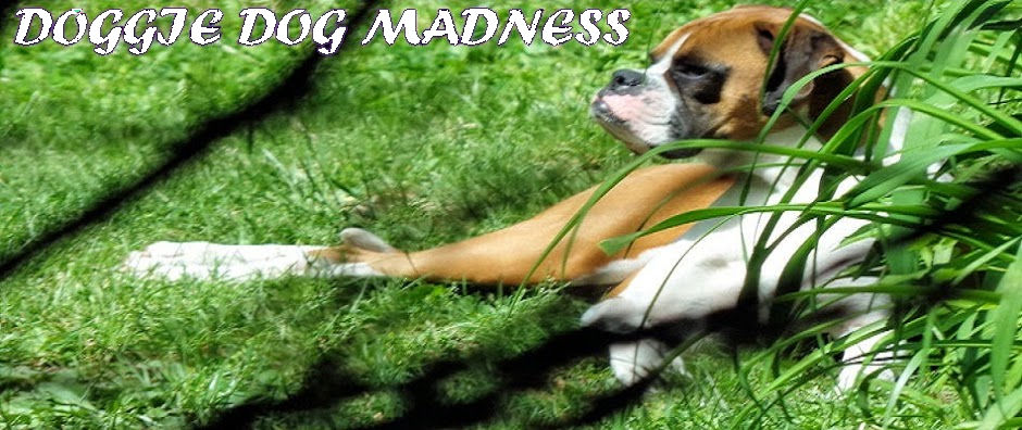 Dog Madness