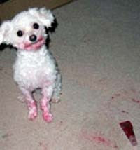 Funny Dog Pictures