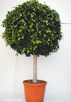 Ficus-nitida-retusa-bola-Barnaplant