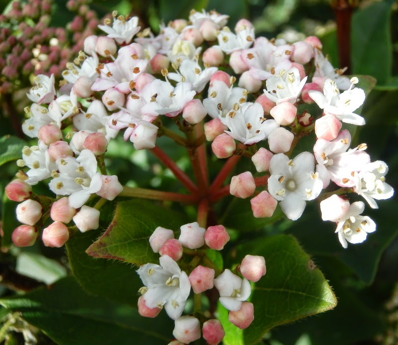 Viburnum Tinus Gwenlian Sneeuwbal