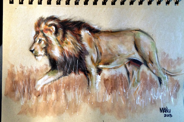Kalahari Lion