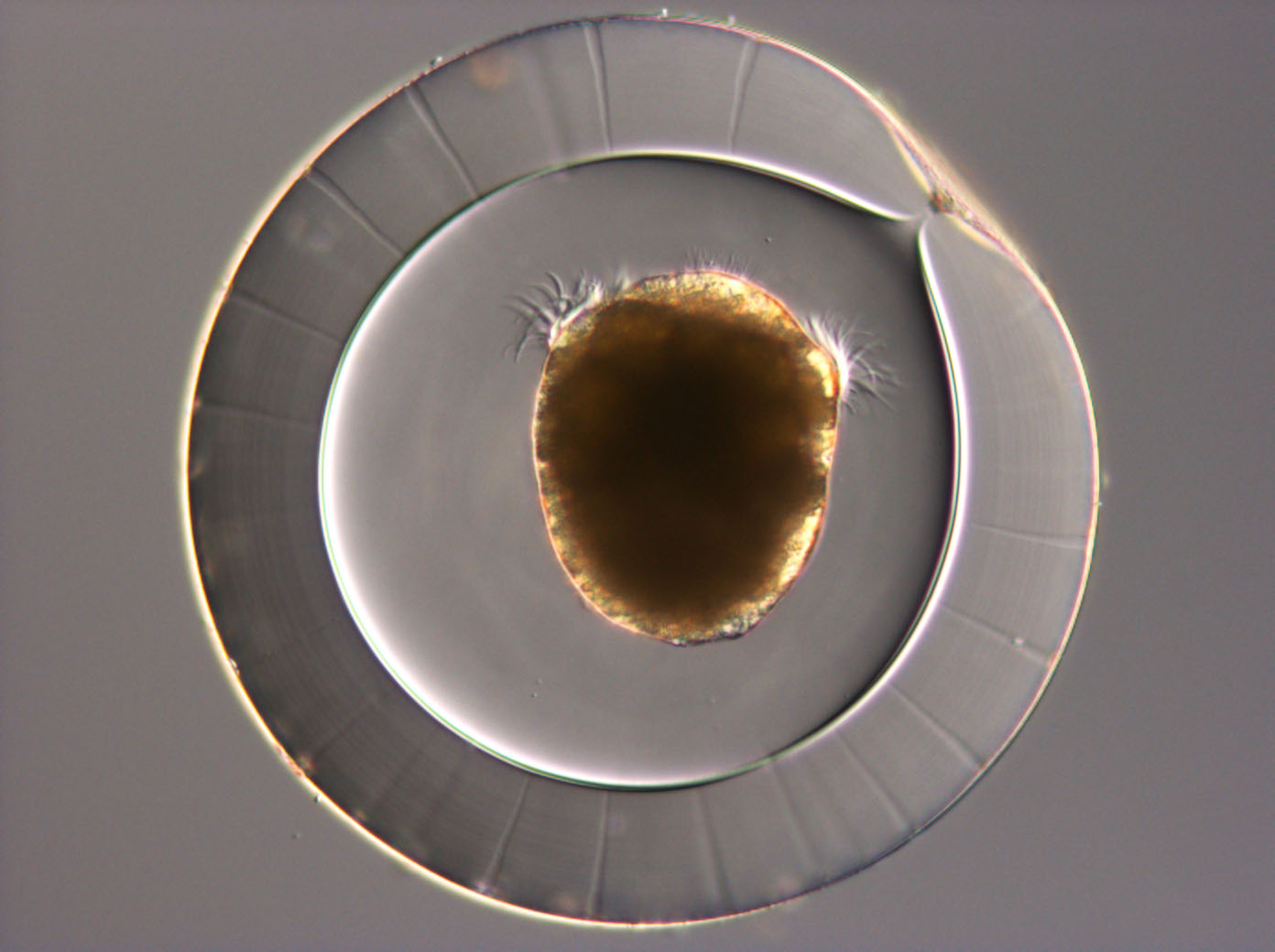 Invertebrate Embryology Encapsulated Mollusk Trochophore