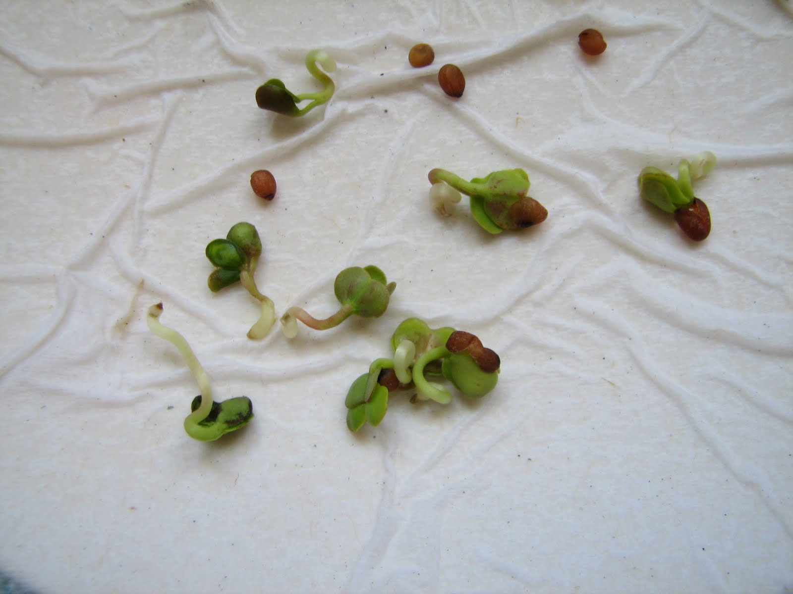 HOW TO GROW RADISH FROM SEED The Garden of Eaden