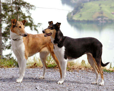 smooth collie size