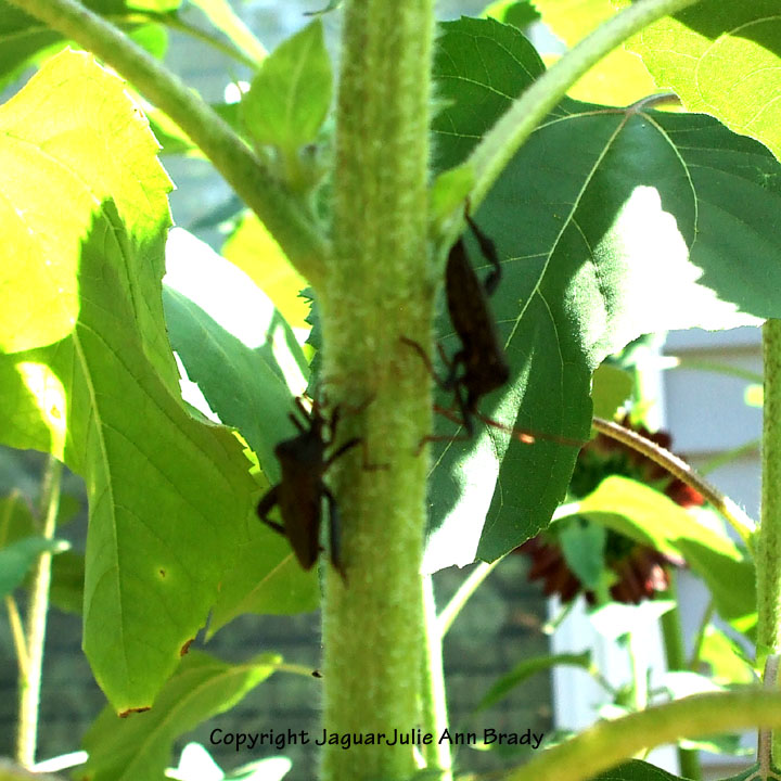 Julie Ann Brady Blog On Insects and Critters in my Sunflower Garden
