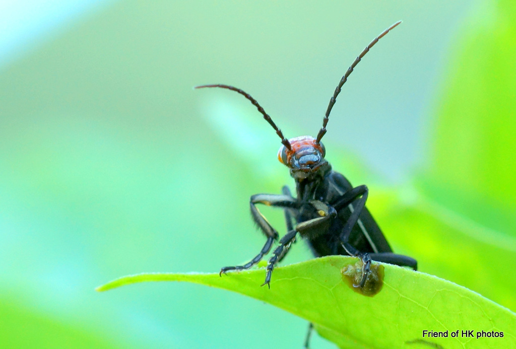 Photographic Wildlife Stories in UK/Hong Kong Insects Are Everywhere